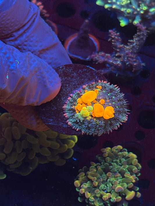 WYSIWYG OG Bounce Mushroom with fluorescent orange and green bubbles on a black frag disc