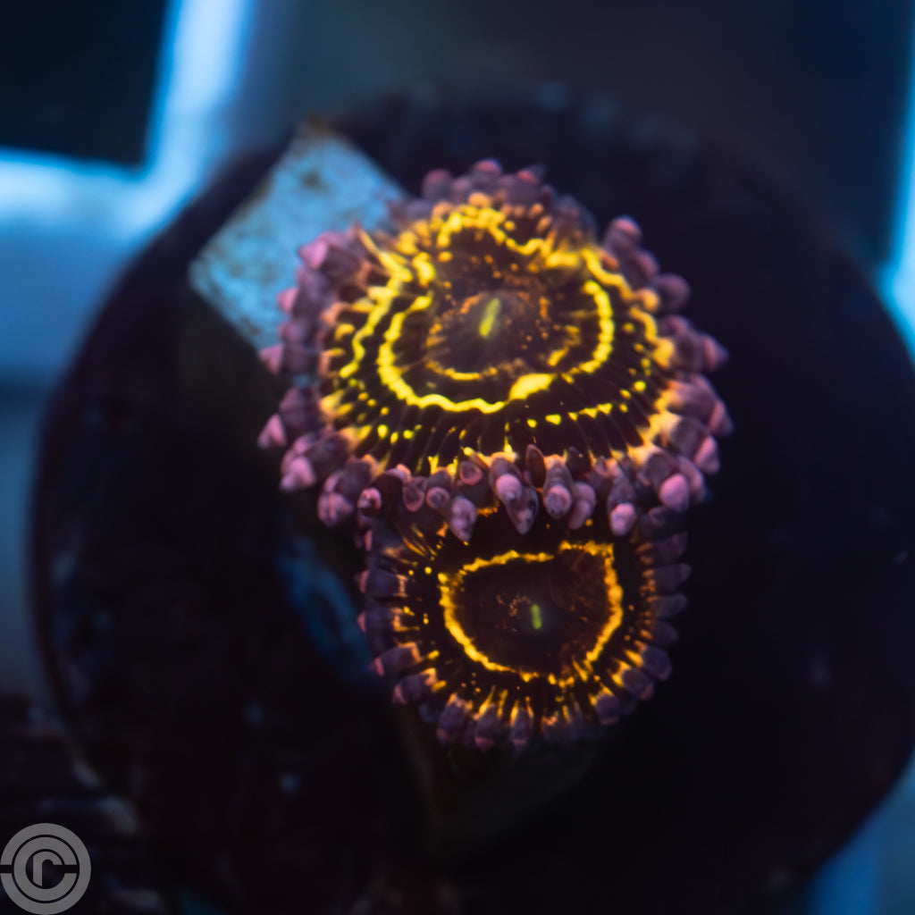 Triple Threat Stratosphere Zoas - 3-Polyp Galactic Overlords for Space-Themed Tanks