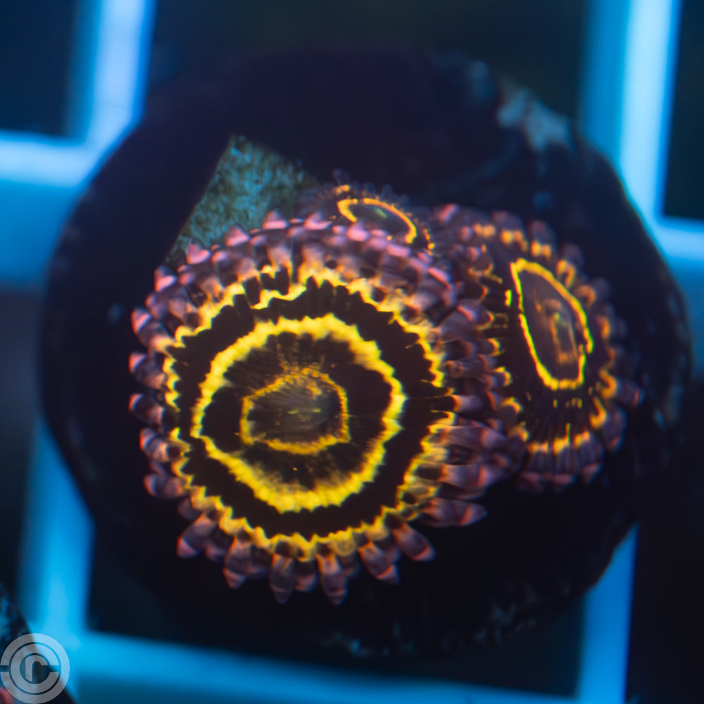 Stratosphere Zoas Duo + Surprise Baby Polyp - The 'Oops Baby' Special Offer