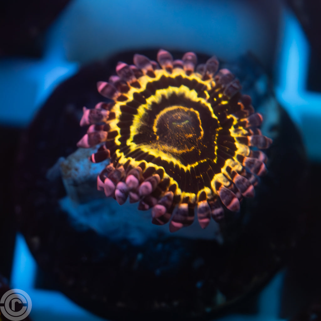 Stratosphere Zoa — 1 Polyp Frag