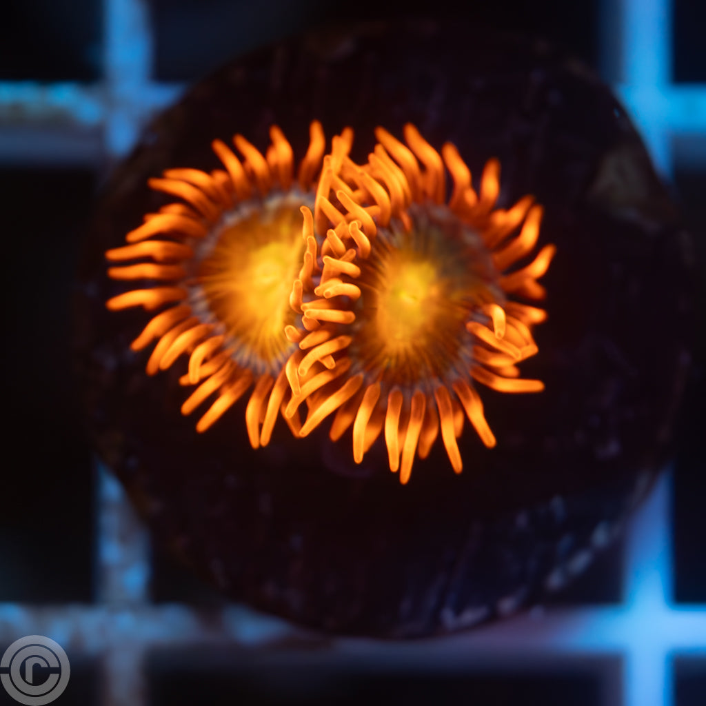 ACI Lorax Zoa’s Zoanthid