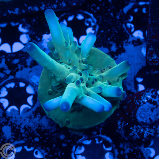 Battlecorals BPG (Blue Polyped Granulosa)