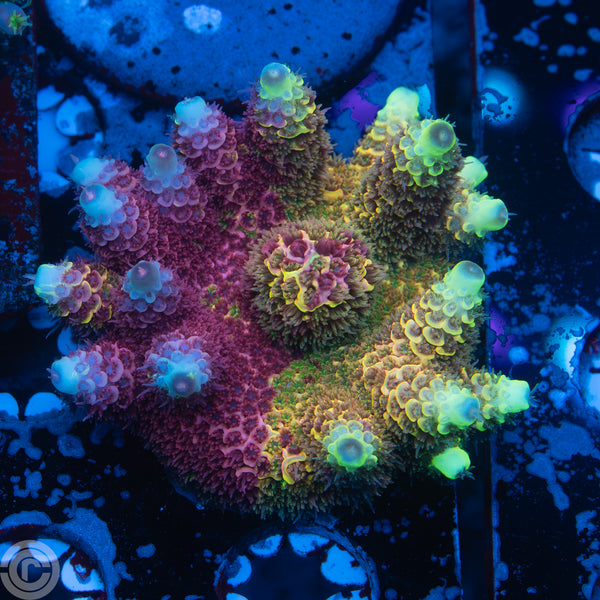 reefcultureco-